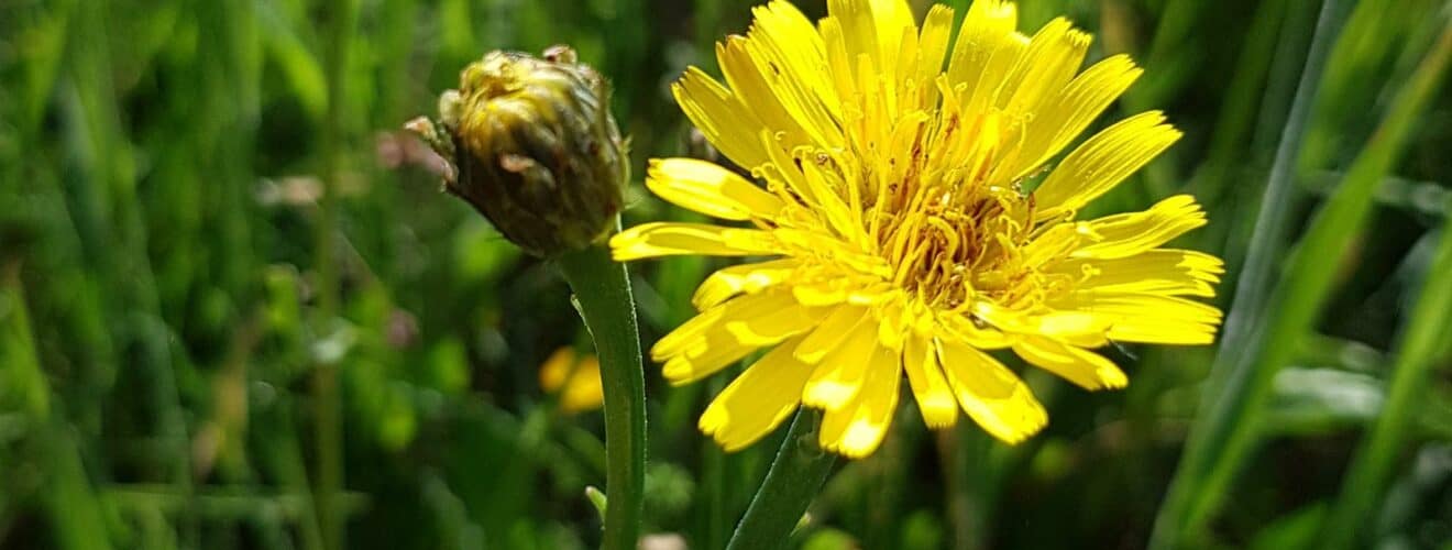 Ferkelkraut - Gewöhnliches (Hypochaeris radicata)