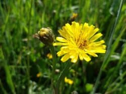 Ferkelkraut - Gewöhnliches (Hypochaeris radicata)