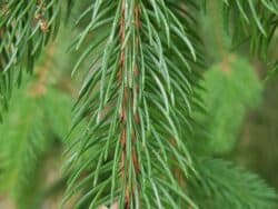 Fichte - Gewöhnliche (Picea abies)