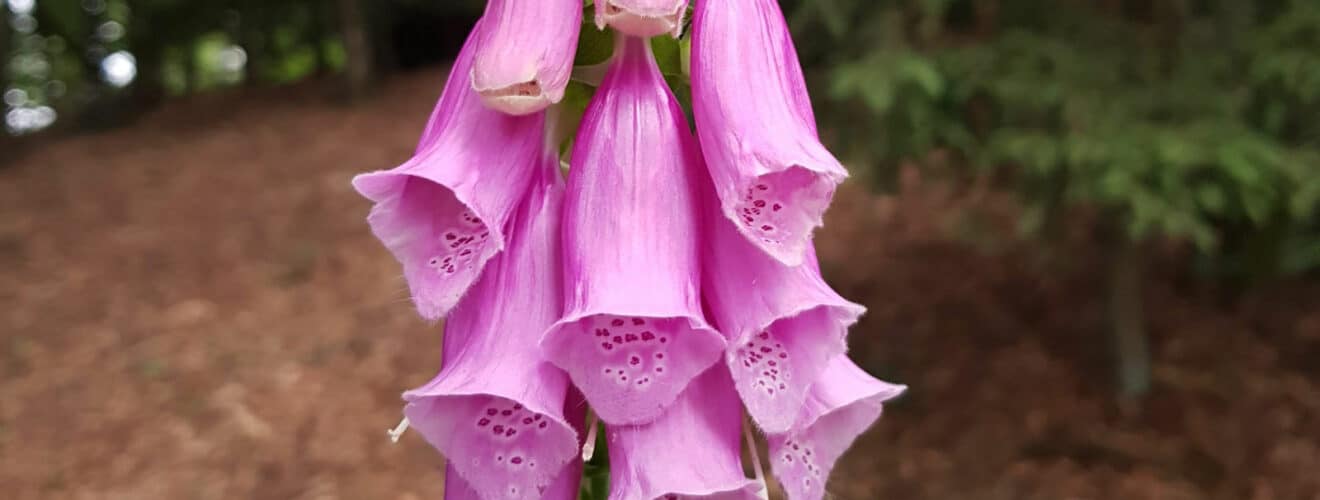 Fingerhut - Roter (Digitalis purpurea)