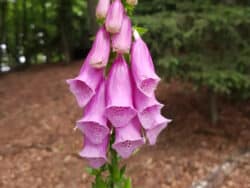 Fingerhut - Roter (Digitalis purpurea)