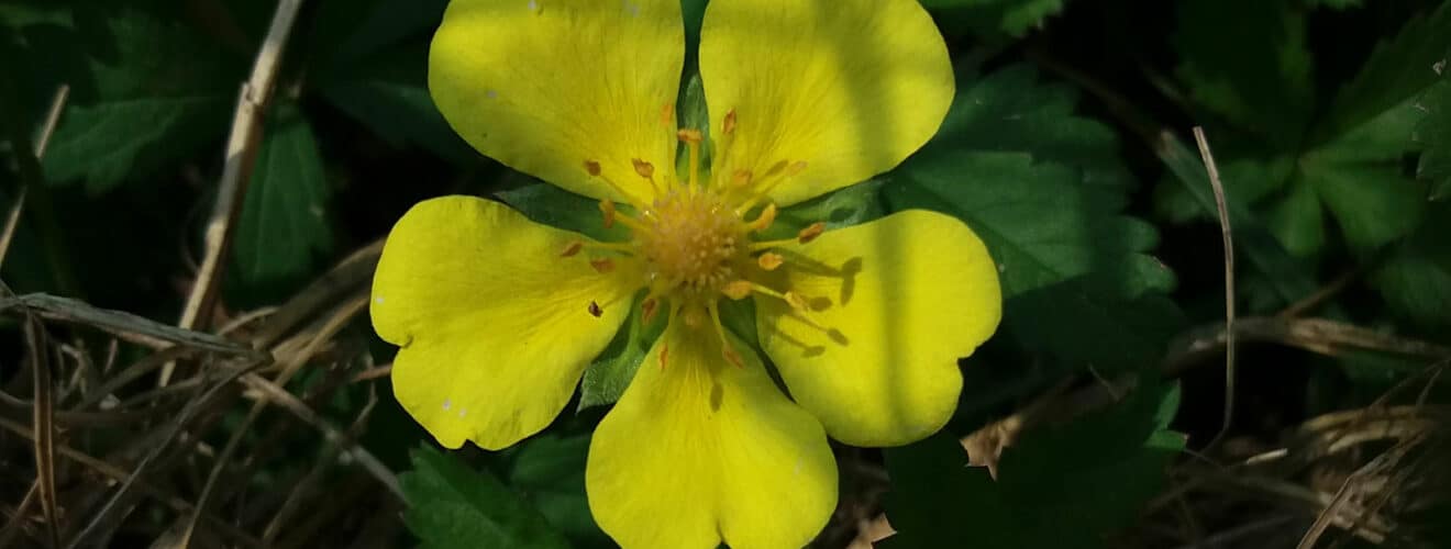 Fingerkraut - Kriechendes (Potentilla reptans)