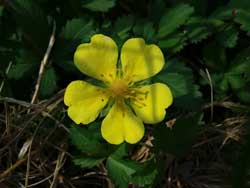 Fingerkraut - Kriechendes (Potentilla reptans)