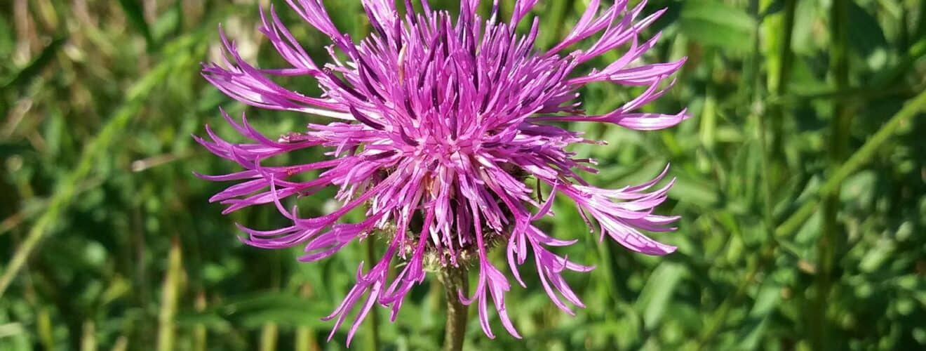 Flockenblume - Skabiosen ( Centaurea scabiosa)