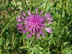 Flockenblume - Skabiosen ( Centaurea scabiosa)