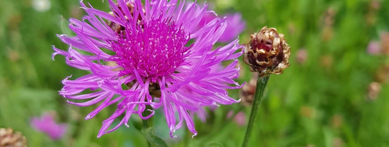 Flockenblume - Wiesen (Centaurea jacea)