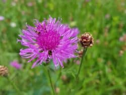 Flockenblume - Wiesen (Centaurea jacea)