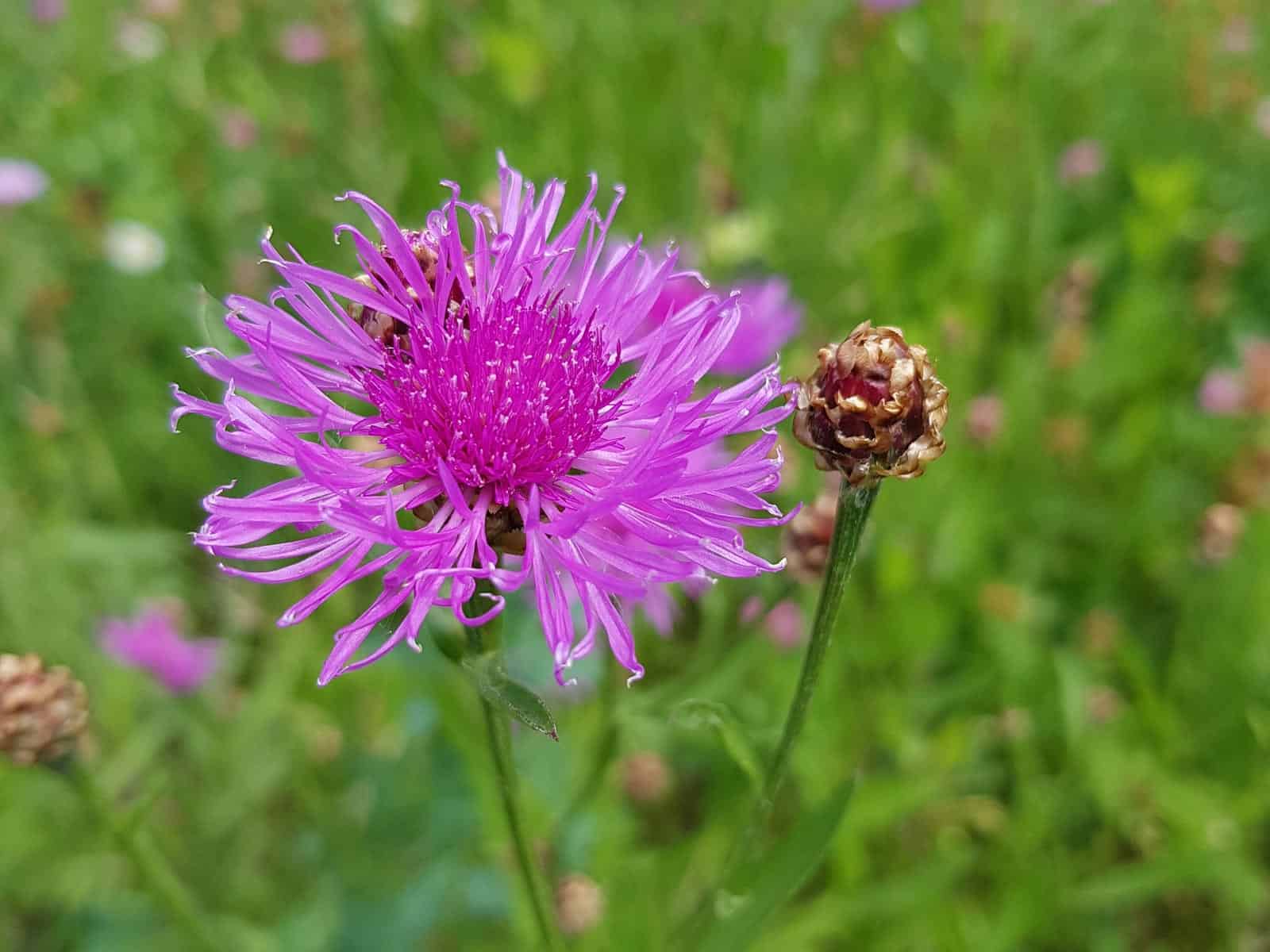 Flockenblume - Wiesen (Centaurea jacea)