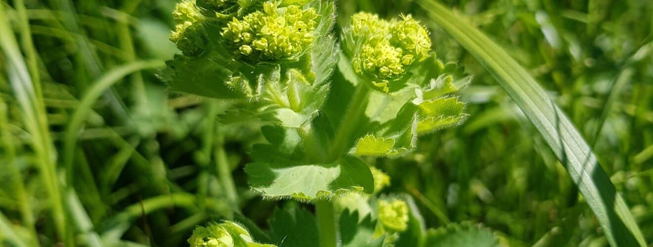 Frauenmantel - Gewöhnlicher (Alchemilla vulgaris)