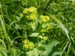 Frauenmantel - Gewöhnlicher (Alchemilla vulgaris)