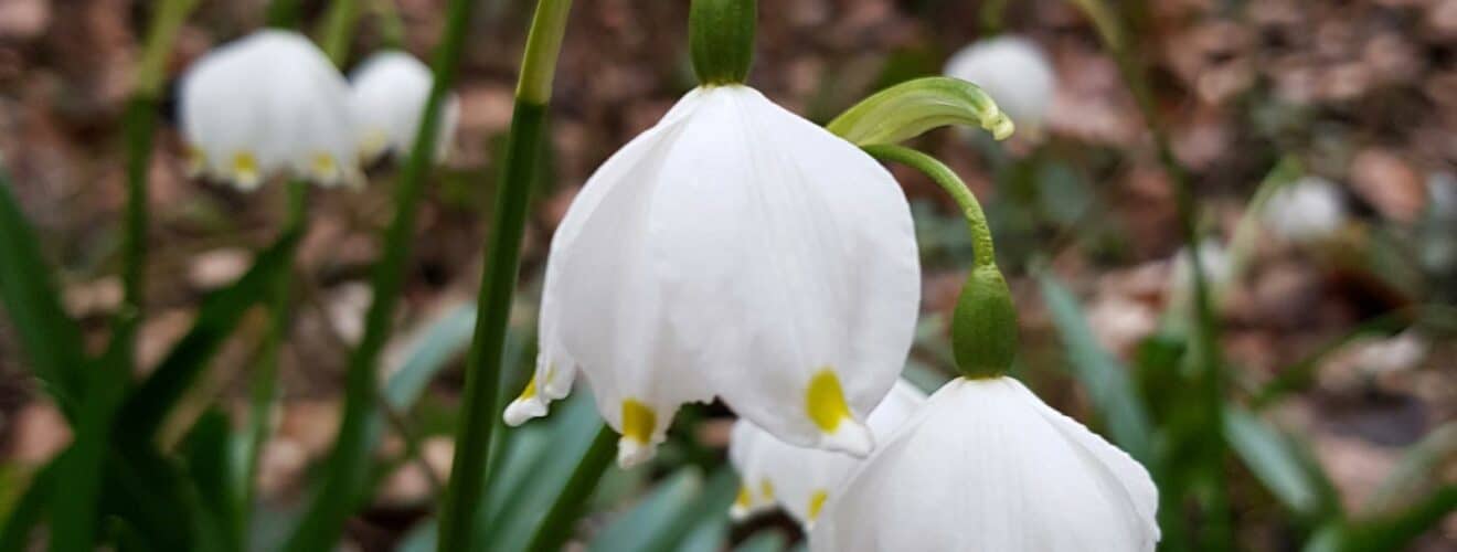 Frühlingsknotenblume (Leucojum vernum)