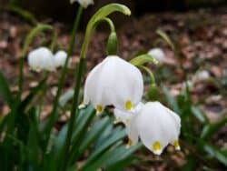 Frühlingsknotenblume (Leucojum vernum)