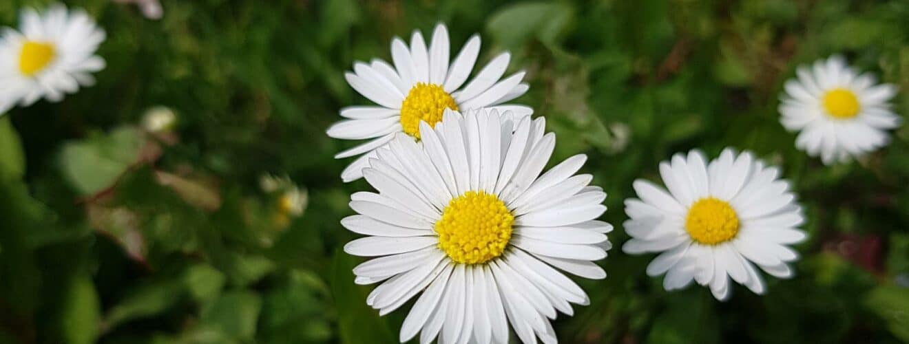 Gänseblümchen (Bellis perennis)