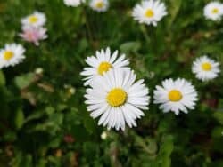 Gänseblümchen (Bellis perennis)