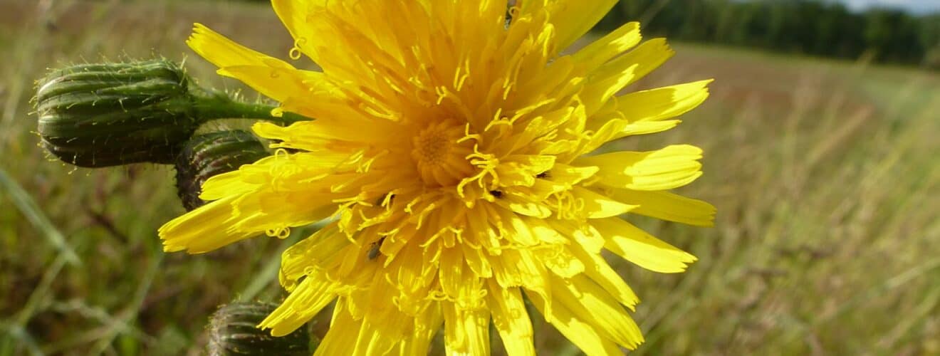 Gänsedistel - Acker (Sonchus arvensis)