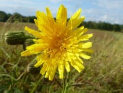 Gänsedistel - Acker (Sonchus arvensis)