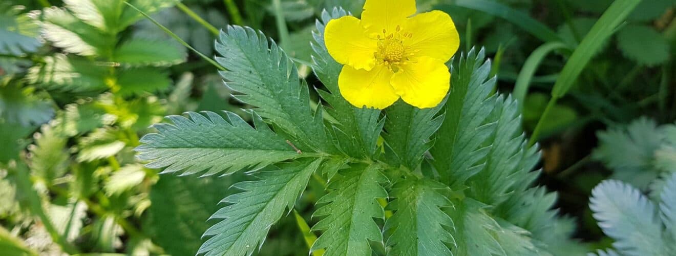 Gänsefingerkraut (Potentilla anserina)