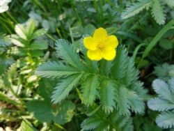 Gänsefingerkraut (Potentilla anserina)