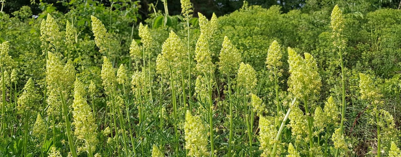 Wau - Gelber (Reseda lutea)