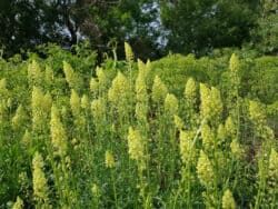 Wau - Gelber (Reseda lutea)