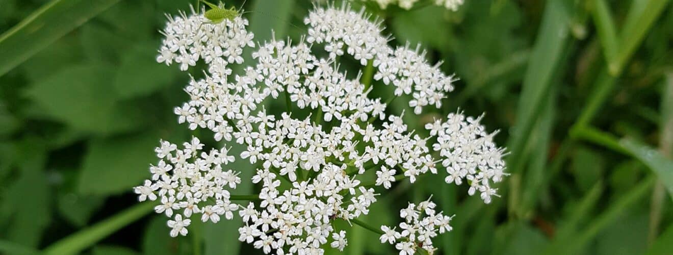 Giersch - Gewöhnlicher (Aegopodium podagraria)