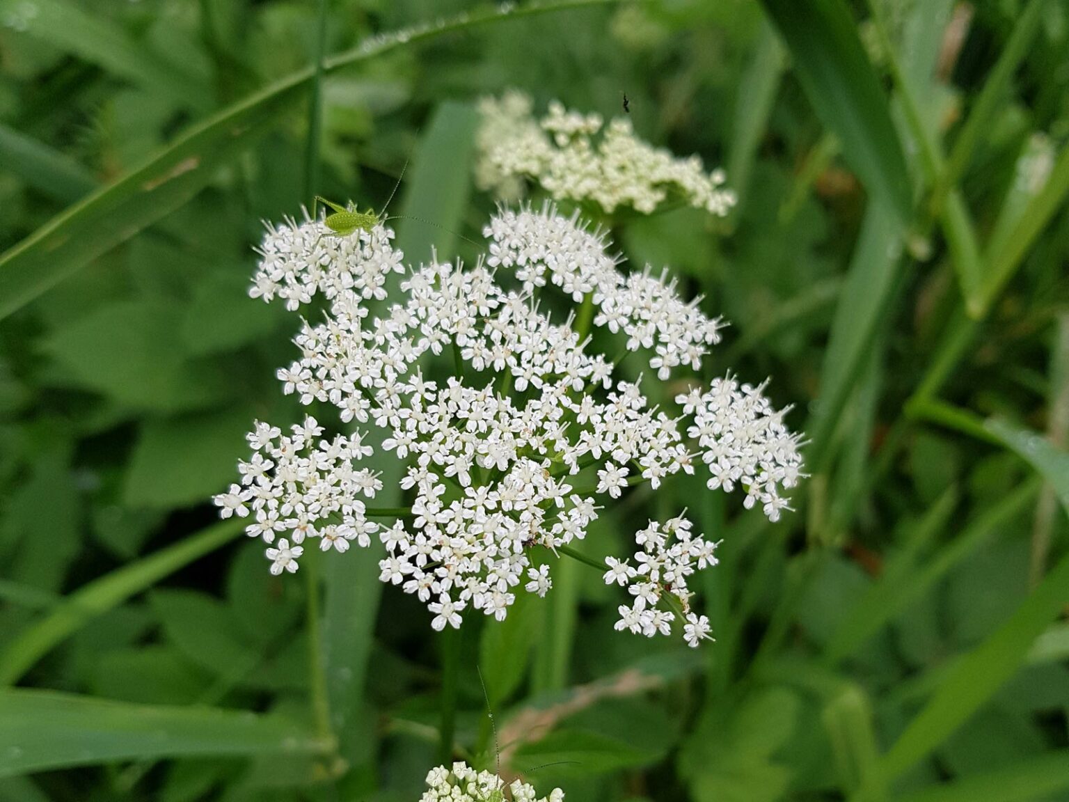 Doldenblütler (Apiaceae) »