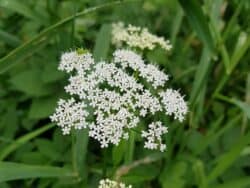 Giersch - Gewöhnlicher (Aegopodium podagraria)