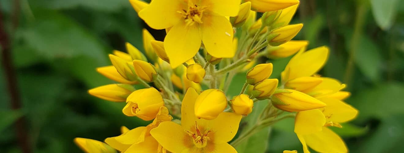 Gilbweiderich - Gewöhnlicher (Lysimachia vulgaris)