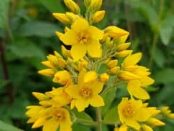 Gilbweiderich - Gewöhnlicher (Lysimachia vulgaris)