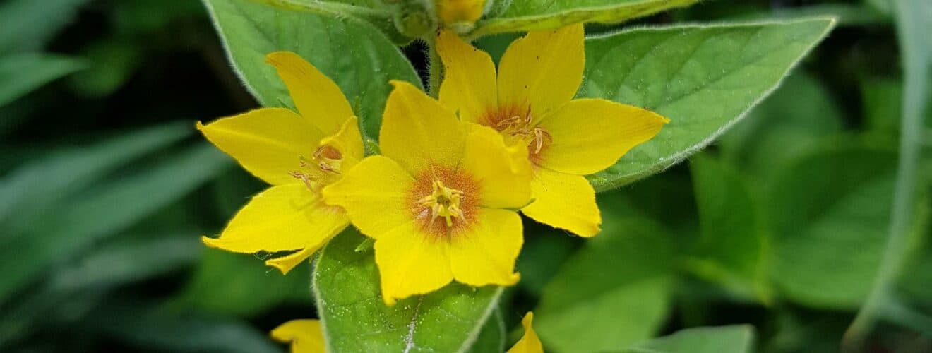 Gilbweiderich - Punktierter (Lysimachia punctata)