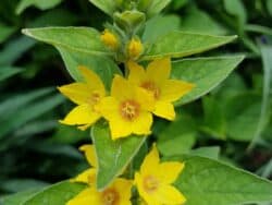 Gilbweiderich - Punktierter (Lysimachia punctata)