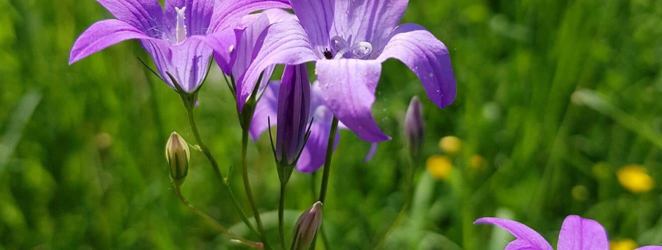 Glockenblume - Wiesen (Campanula patula)