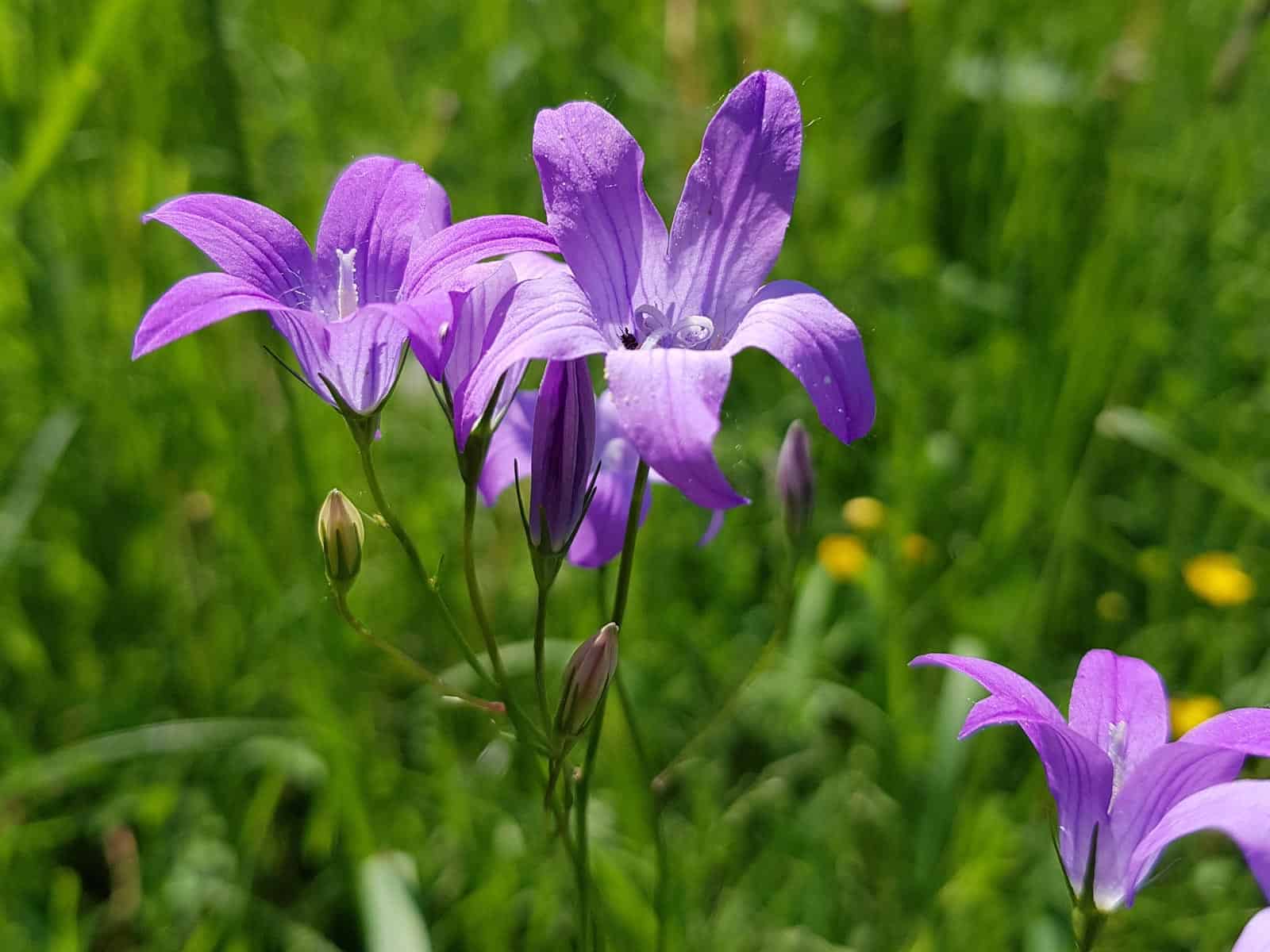 Glockenblume - Wiesen (Campanula patula)