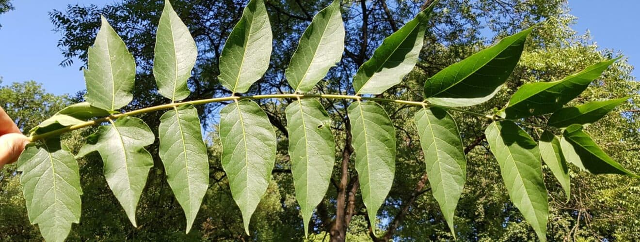 Götterbaum (Ailanthus altissima)