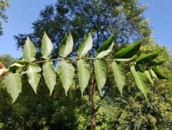 Götterbaum (Ailanthus altissima)