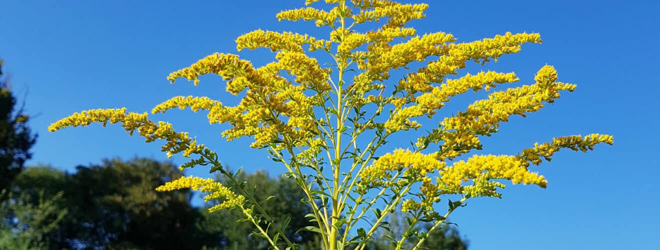 Goldrute - Kanadische (Solidago canadensis)