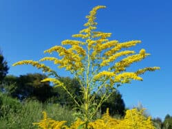 Goldrute - Kanadische (Solidago canadensis)