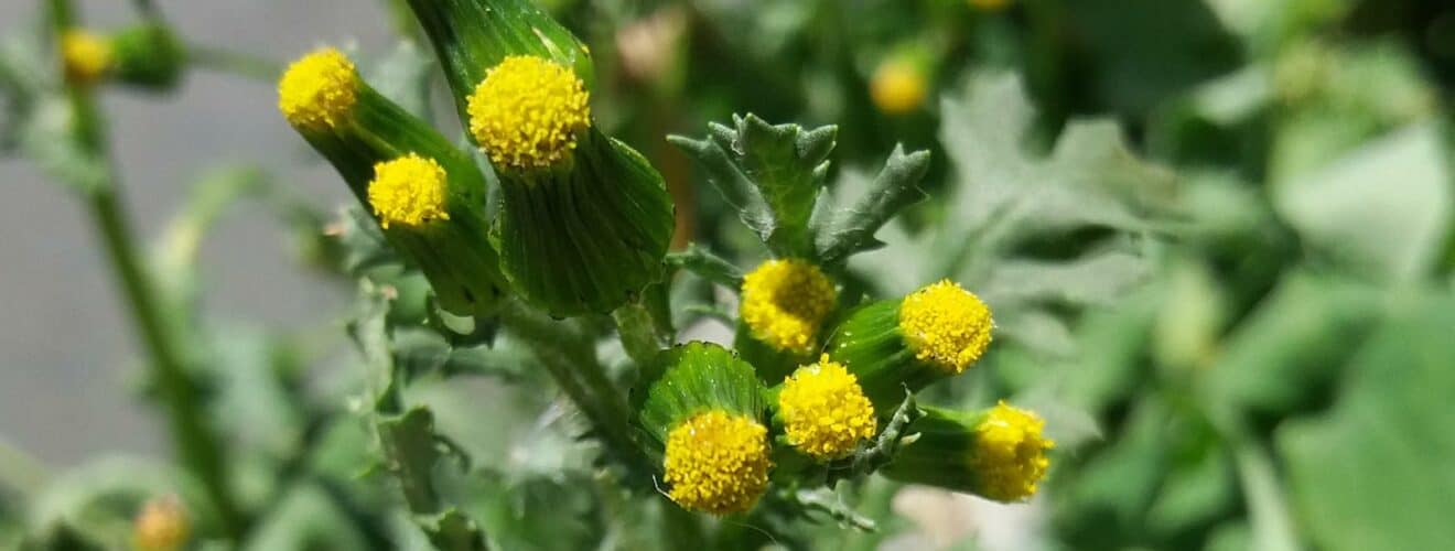 Greiskraut - Gewöhnliches (Senecio vulgaris)