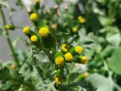 Greiskraut - Gewöhnliches (Senecio vulgaris)