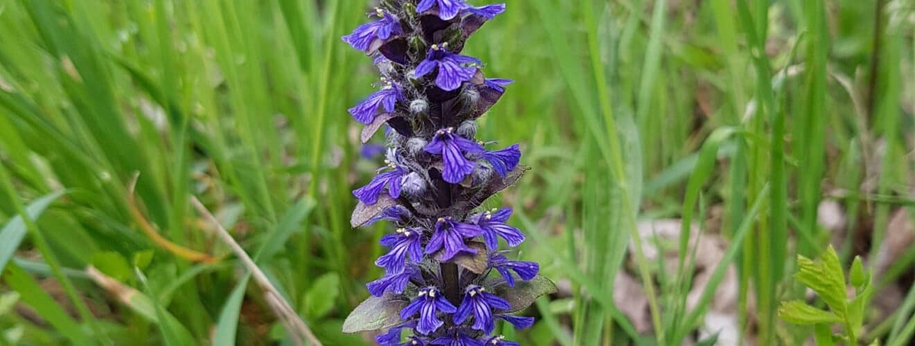 Günsel - Kriechender (Ajuga reptans)