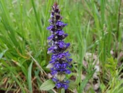 Günsel - Kriechender (Ajuga reptans)