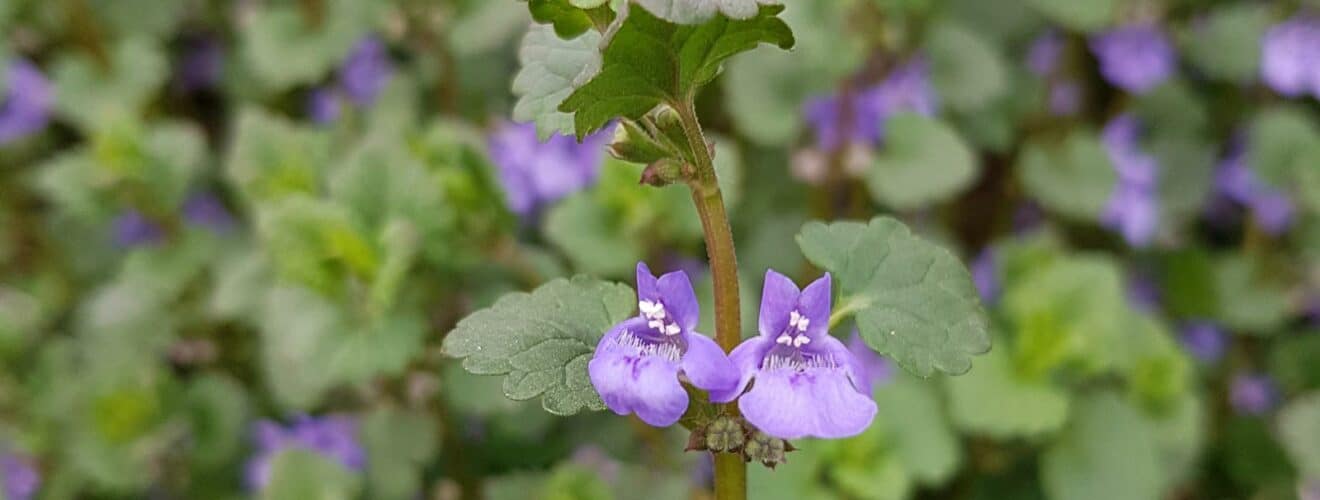 Gundermann - Gewöhnlicher (Glechoma hederacea)