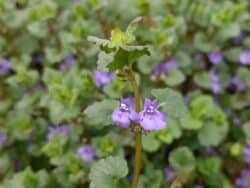 Gundermann - Gewöhnlicher (Glechoma hederacea)