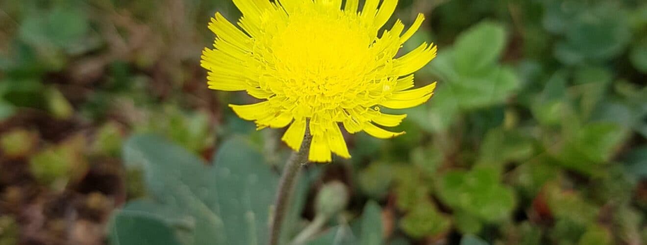 Habichtskraut - Kleines (Hieracium pilosella)