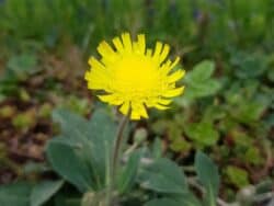 Habichtskraut - Kleines (Hieracium pilosella)