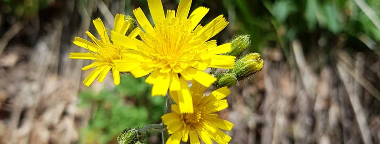 Habichtskraut - Wald (Hieracium murorum)