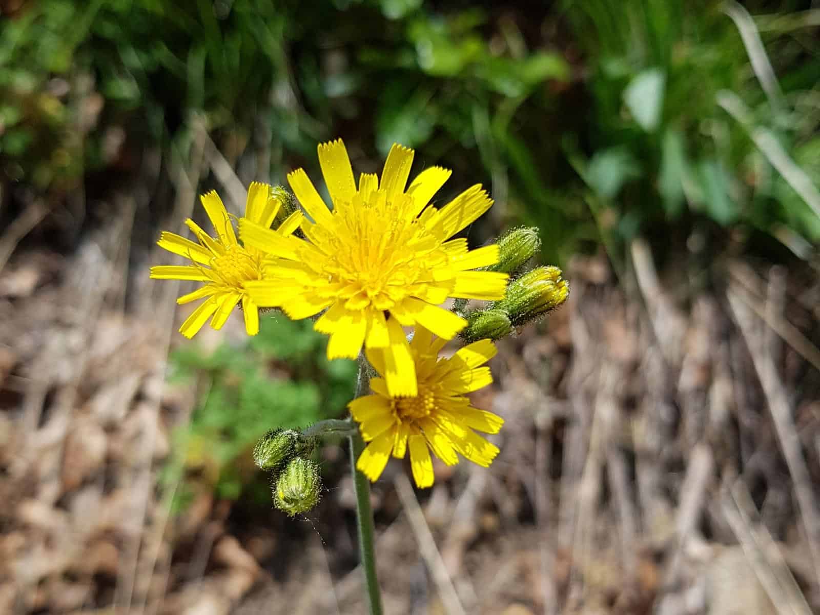 Habichtskraut Wald Wildpflanzen bestimmen & verwenden