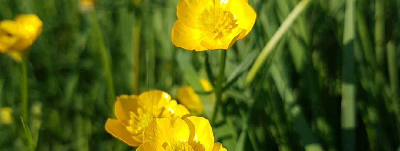 Hahnenfuß - Scharfer (Ranunculus acris)