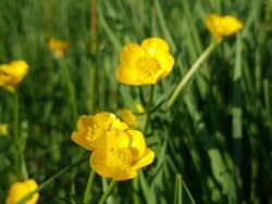 Hahnenfuß - Scharfer (Ranunculus acris)