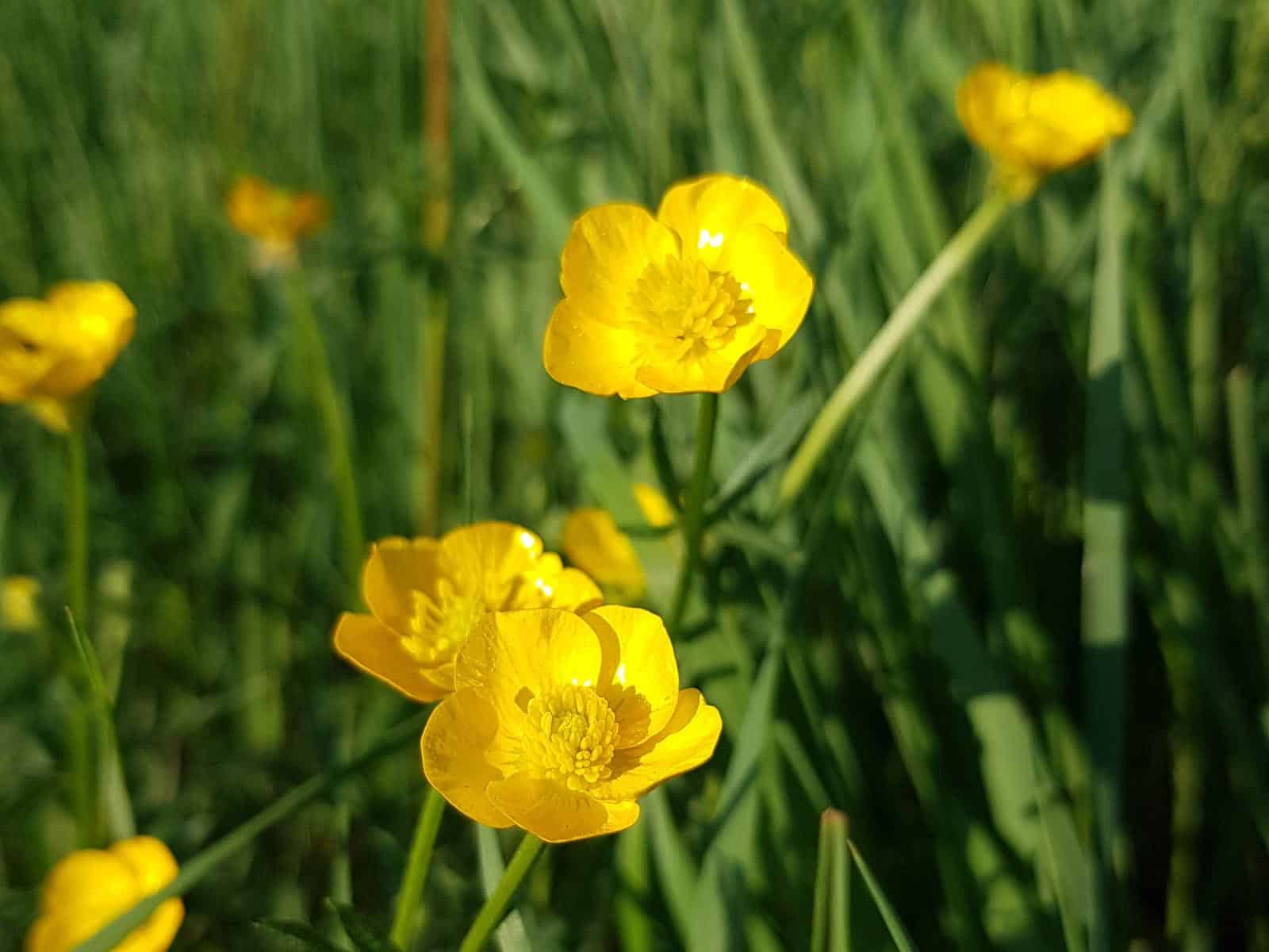 Hahnenfuß - Scharfer - Bestimmung (schwach GIFTIG)